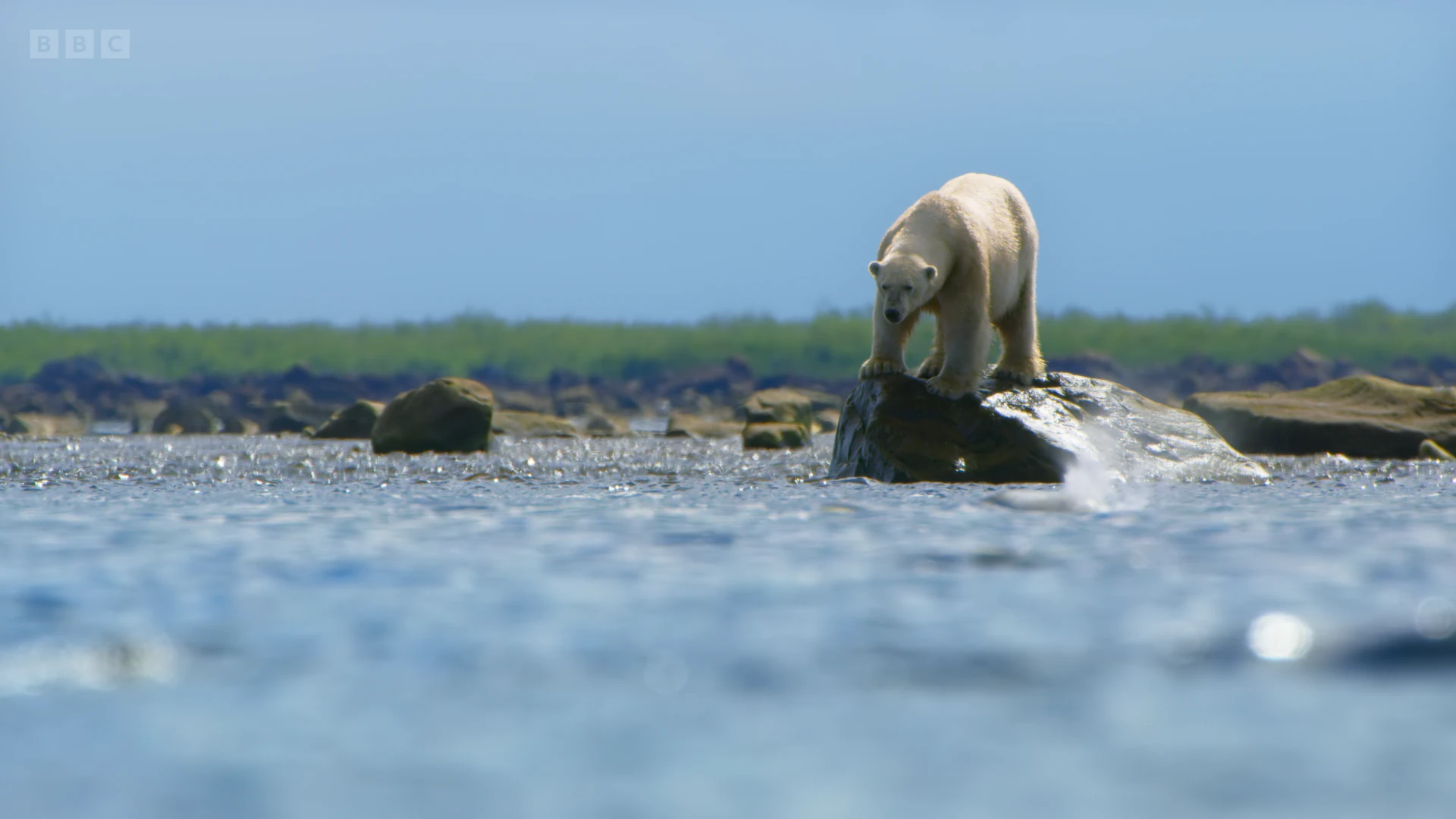 Polar bear (Ursus maritimus) as shown in Seven Worlds, One Planet - North America
